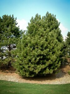 Сосна Чёрная (Pinus Nigra) купить по цене от 270.00р. в интернет-магазине «Посадика» с доставкой почтой в в Новая Ладогае и по всей России – [изображение №1].