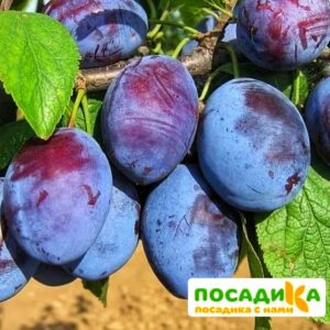 Слива Чачакская ранняя купить по цене от 229.00р. в интернет-магазине «Посадика» с доставкой почтой в в Новая Ладогае и по всей России – [изображение №1].