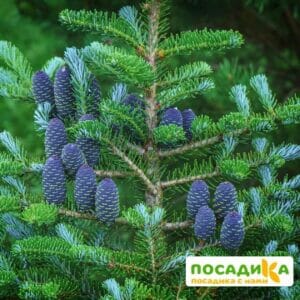 Пихта корейская (Abies koreana) купить по цене от 450.00р. в интернет-магазине «Посадика» с доставкой почтой в в Новая Ладогае и по всей России – [изображение №1].