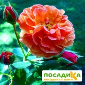 Роза Арабия купить по цене от 350.00р. в интернет-магазине «Посадика» с доставкой почтой в в Новая Ладогае и по всей России – [изображение №1].