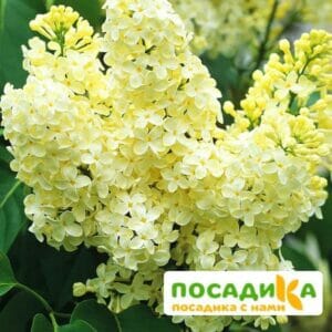 Сирень Примроуз (Primrose) купить по цене от 529.00р. в интернет-магазине «Посадика» с доставкой почтой в в Новая Ладогае и по всей России – [изображение №1].