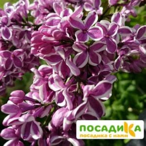 Сирень Сенсация купить по цене от 529.00р. в интернет-магазине «Посадика» с доставкой почтой в в Новая Ладогае и по всей России – [изображение №1].