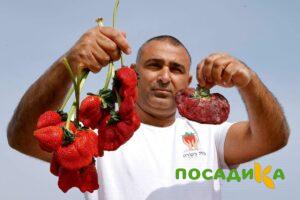 Клубника Гигант Джорнея купить по цене от 266р. в интернет-магазине «Посадика» с доставкой почтой в в Новая Ладогае и по всей России – [изображение №1].