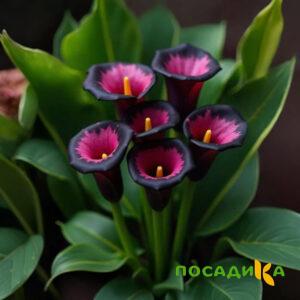 Калла Аура Лейс купить по цене от 400р. в интернет-магазине «Посадика» с доставкой почтой в в Новая Ладогае и по всей России – [изображение №1].
