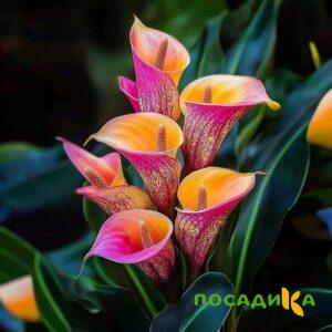 Калла Оникс купить по цене от 450р. в интернет-магазине «Посадика» с доставкой почтой в в Новая Ладогае и по всей России – [изображение №1].
