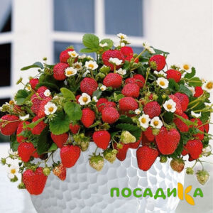 Клубника Рубиновый Шепот (горшечная) купить по цене от 240р. в интернет-магазине «Посадика» с доставкой почтой в в Новая Ладогае и по всей России – [изображение №1].
