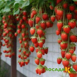 Клубника вьющаяся Комплимент купить по цене от 470р. в интернет-магазине «Посадика» с доставкой почтой в в Новая Ладогае и по всей России – [изображение №1].