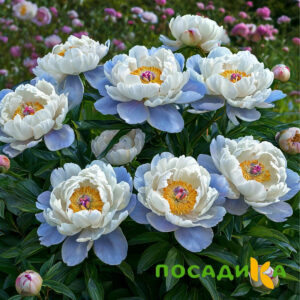 Пион акварельный Этюд купить по цене от 806р. в интернет-магазине «Посадика» с доставкой почтой в в Новая Ладогае и по всей России – [изображение №1].