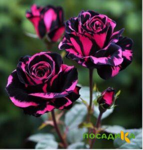 Роза Багровый Шепот купить по цене от 366р. в интернет-магазине «Посадика» с доставкой почтой в в Новая Ладогае и по всей России – [изображение №1].