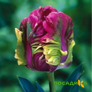 Тюльпан Экзотик Хэвен купить по цене от 186р. в интернет-магазине «Посадика» с доставкой почтой в в Новая Ладогае и по всей России – [изображение №1].