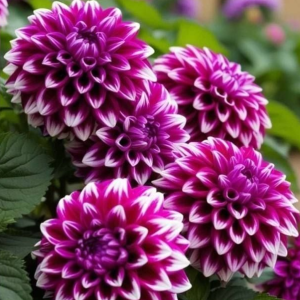 Георгин Кристал Корт купить по цене от 602р. в интернет-магазине «Посадика» с доставкой почтой в в Новая Ладогае и по всей России – [изображение №1].