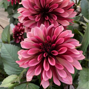 Георгин Перли Сансет купить по цене от 309р. в интернет-магазине «Посадика» с доставкой почтой в в Новая Ладогае и по всей России – [изображение №1].