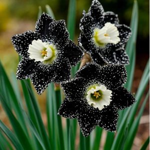 Нарцисс Кассата купить по цене от 372р. в интернет-магазине «Посадика» с доставкой почтой в в Новая Ладогае и по всей России – [изображение №1].