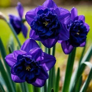 Нарцисс Арт Нуво купить по цене от 378р. в интернет-магазине «Посадика» с доставкой почтой в в Новая Ладогае и по всей России – [изображение №1].