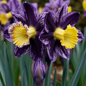 Нарцисс Акропоис купить по цене от 382р. в интернет-магазине «Посадика» с доставкой почтой в в Новая Ладогае и по всей России – [изображение №1].