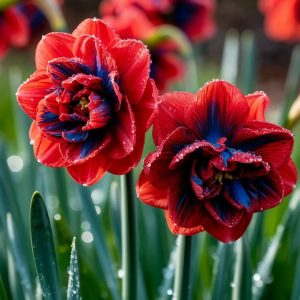 Нарцисс Эрличе купить по цене от 386р. в интернет-магазине «Посадика» с доставкой почтой в в Новая Ладогае и по всей России – [изображение №1].