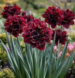 Нарцисс Малиновая Вуаль купить по цене от 3000р. в интернет-магазине «Посадика» с доставкой почтой в в Новая Ладогае и по всей России – [изображение №1].